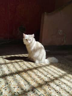 Male and female for sale beautiful cats only WhatsApp