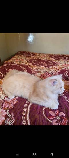 persian cat for sale