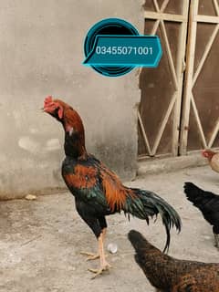 Galwa male Pure Mianwali aseel hens and male