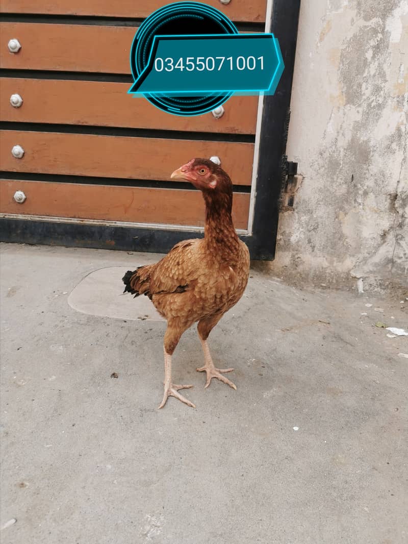 Galwa male Pure Mianwali aseel hens and male 0
