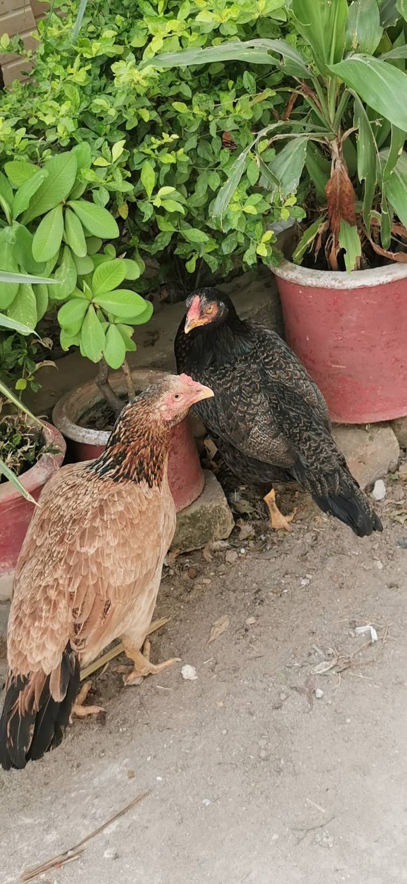 Galwa male Pure Mianwali aseel hens and male 1