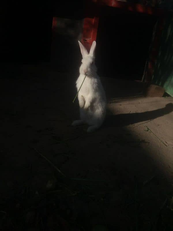 Red eyes white rabbit 0