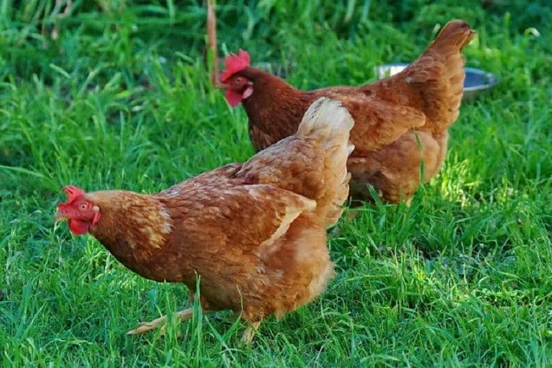 Lohman brown beautiful healthy and active hens for sale 1