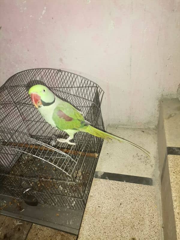 Raw tame parrot 0