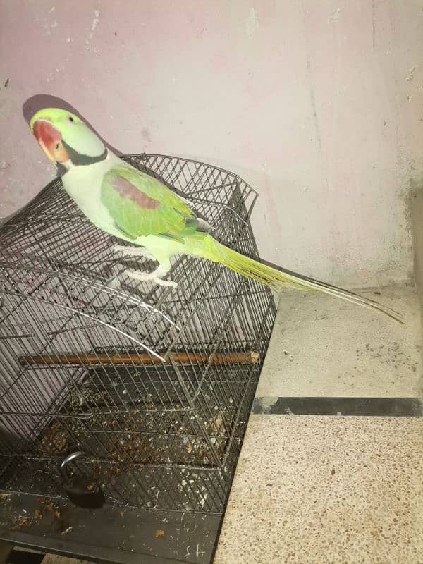 Raw tame parrot 1