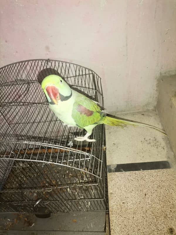 Raw tame parrot 2