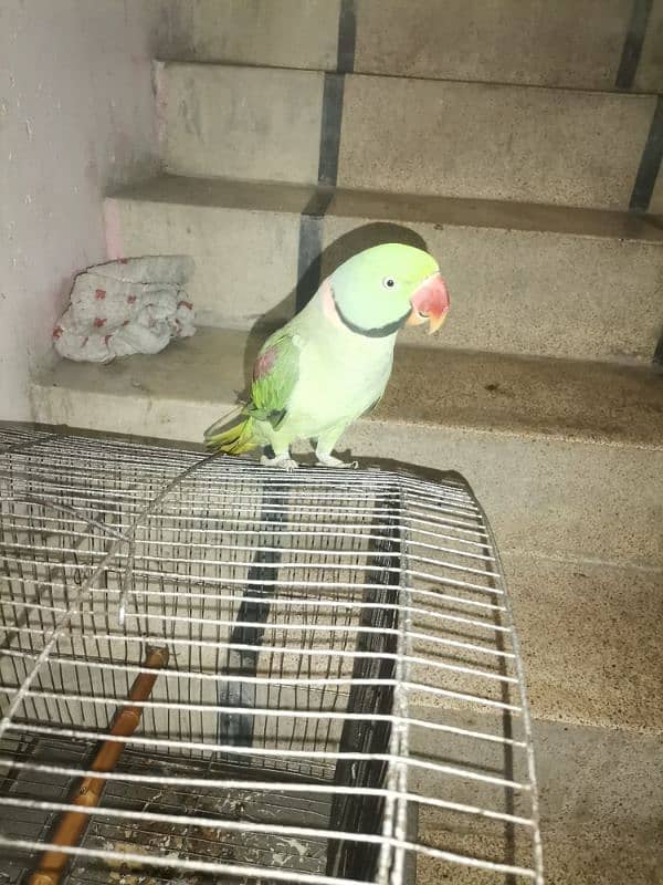 Raw tame parrot 3