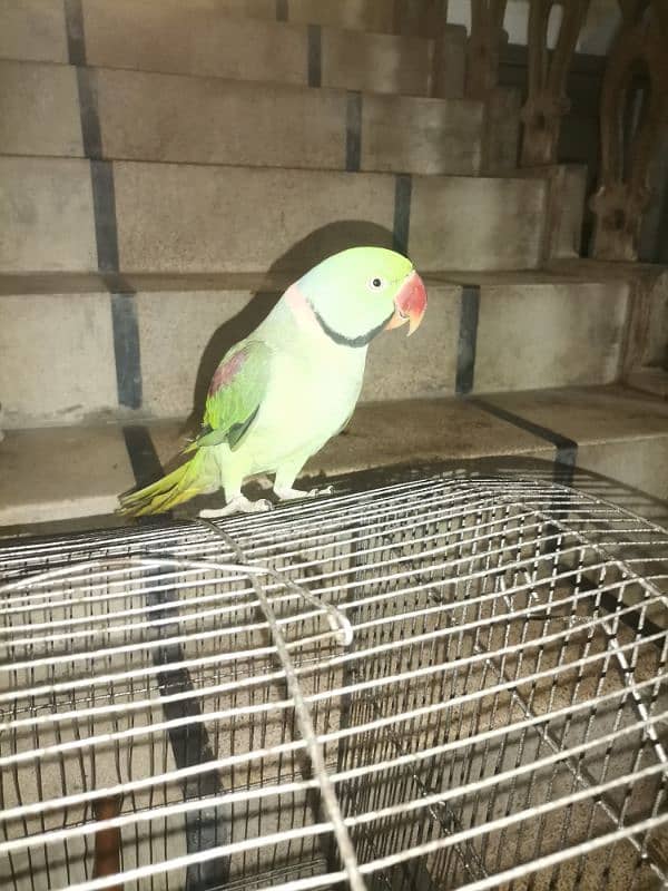 Raw tame parrot 4