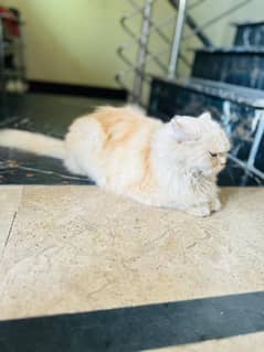 female Persian cat white golden colour eye colour Hazel