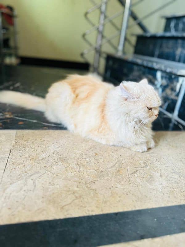 female Persian cat white golden colour eye colour Hazel 0