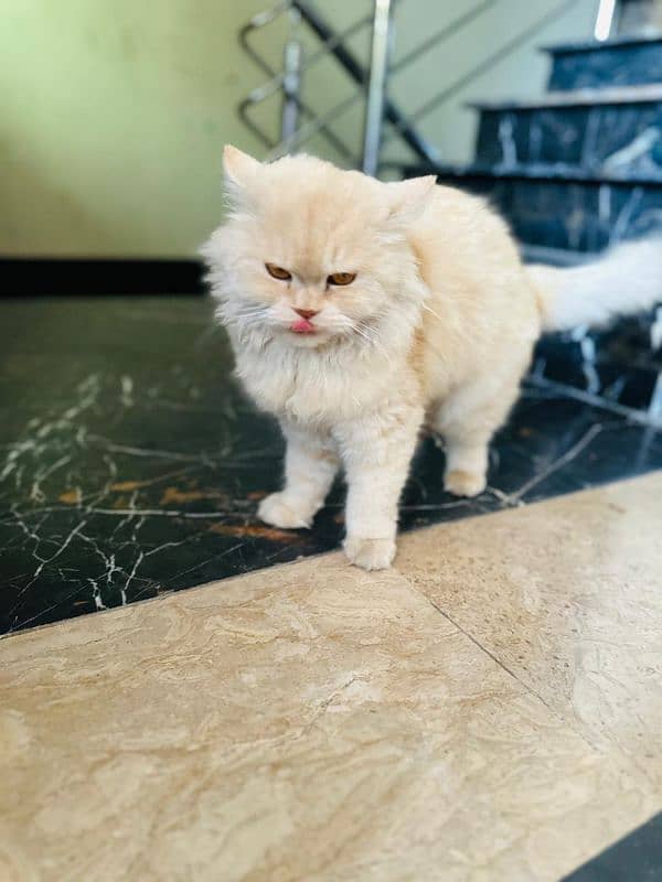 female Persian cat white golden colour eye colour Hazel 2