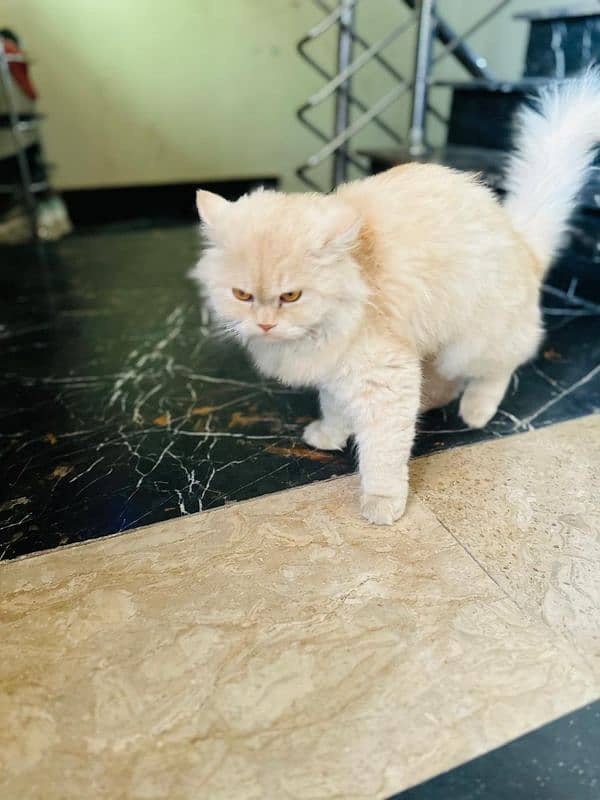 female Persian cat white golden colour eye colour Hazel 3