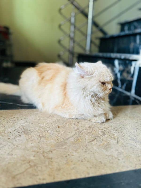 female Persian cat white golden colour eye colour Hazel 4