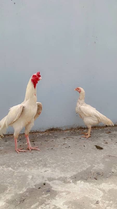 heera pair for sell 5