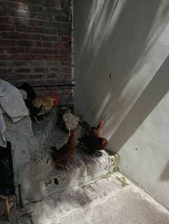 desi 4 hens and 1 cock