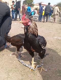 Aseel Murgha Murghi Jora Hen Cock Patha