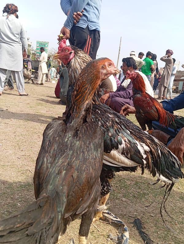 Aseel Murgha Murghi Jora Hen Cock Patha 1