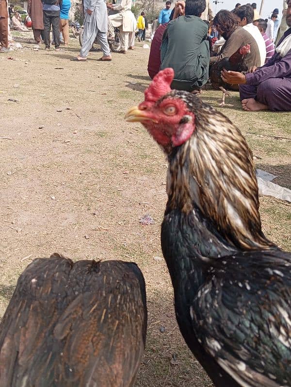 Aseel Murgha Murghi Jora Hen Cock Patha 2