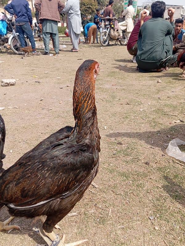 Aseel Murgha Murghi Jora Hen Cock Patha 3