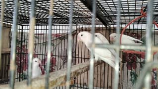 Albino Lovebirds For Sale Breaders.