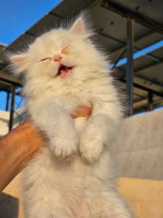 Persian female kitten with accessories