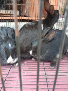 Rabbits for sale arjent sale