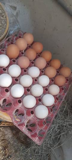 aseel or desi fertail egg 03491300159