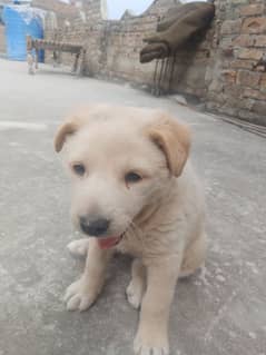 Labrador dog female ha golden color ha 3 month ki ha