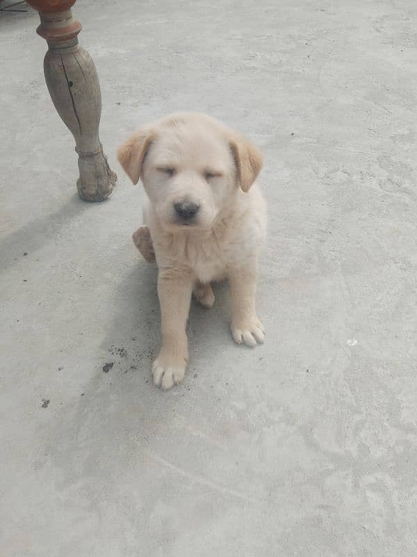 Labrador dog female ha golden color ha 3 month ki ha 1