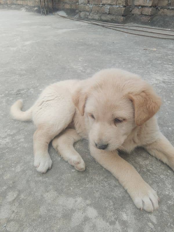 Labrador dog female ha golden color ha 3 month ki ha 2