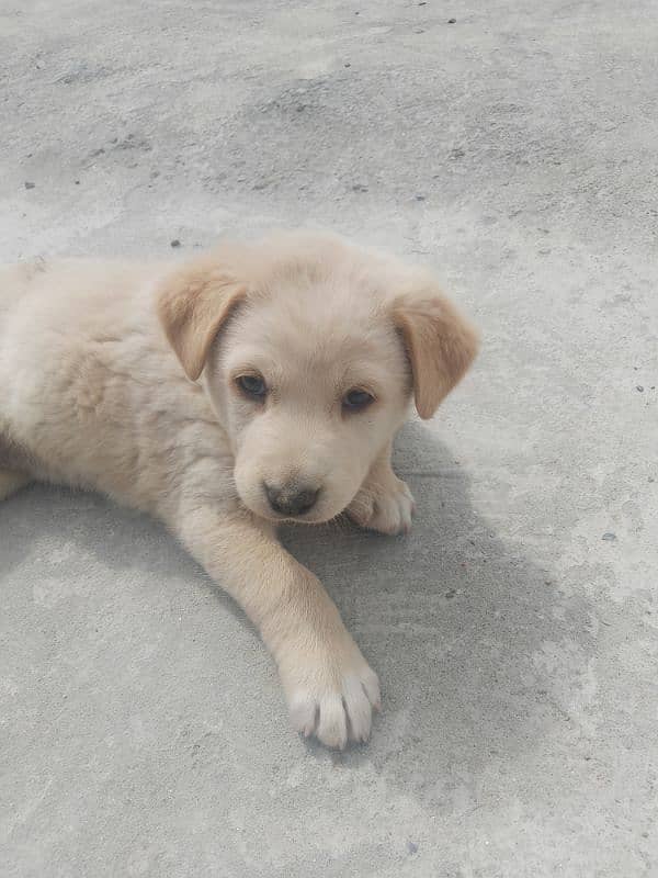 Labrador dog female ha golden color ha 3 month ki ha 3