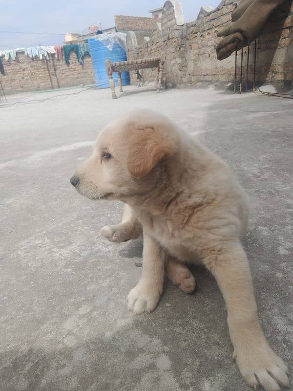 Labrador dog female ha golden color ha 3 month ki ha 4