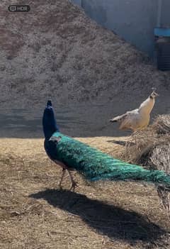 peacock male for sale