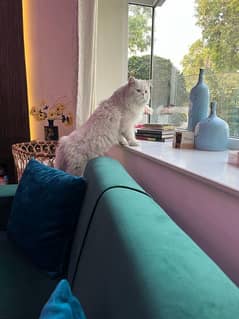 Persian male white colour cat