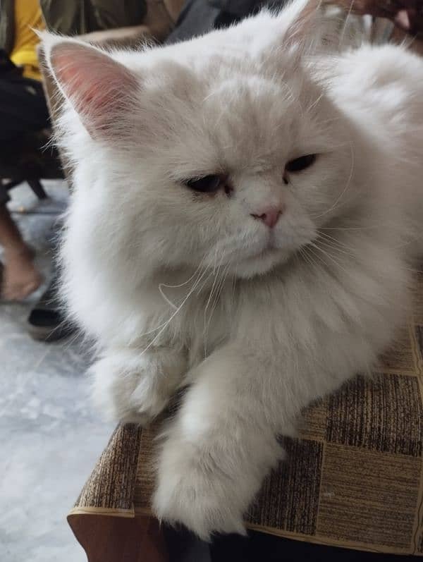 Persian male white colour cat 1