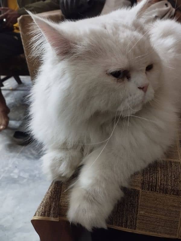 Persian male white colour cat 2