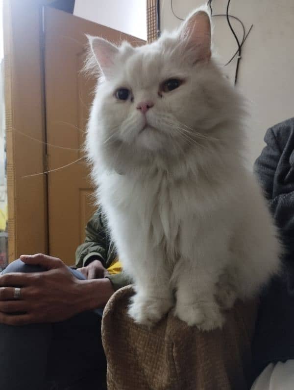 Persian male white colour cat 3