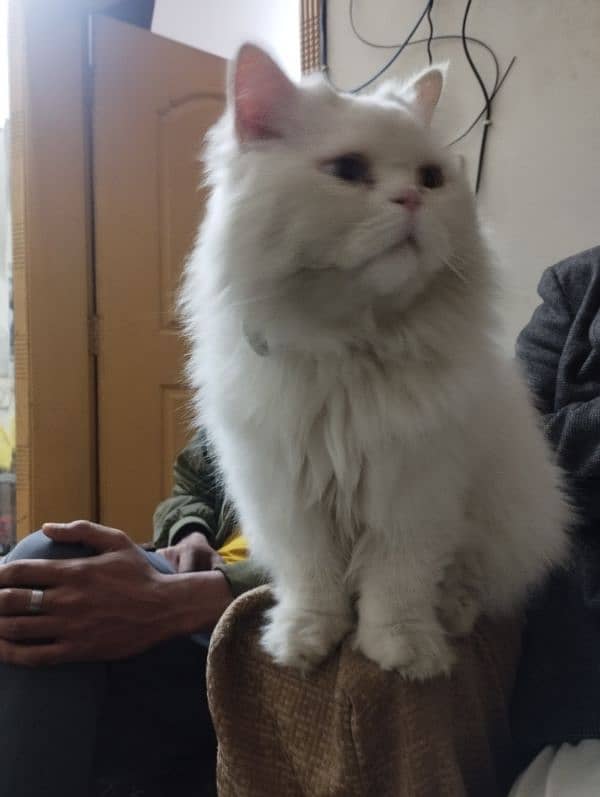 Persian male white colour cat 4