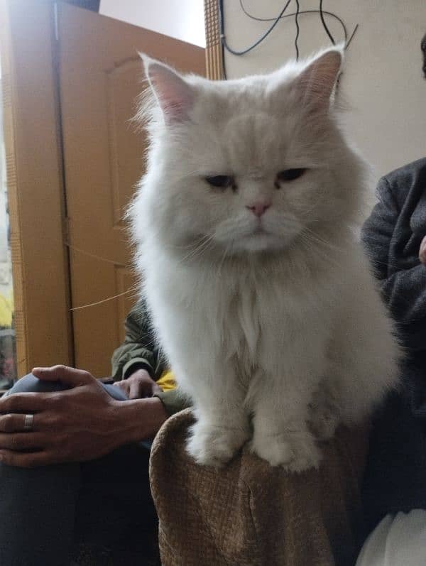 Persian male white colour cat 5