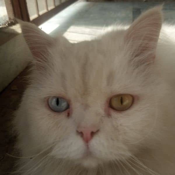 Persian male white colour cat 6