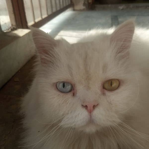 Persian male white colour cat 7