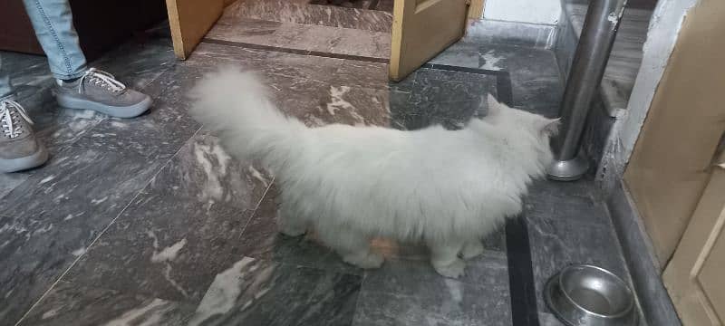 Persian male white colour cat 8