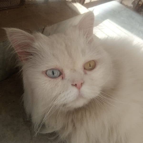 Persian male white colour cat 9