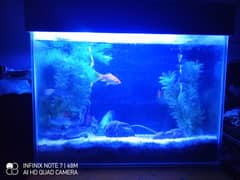 Fish Aquarium for sale