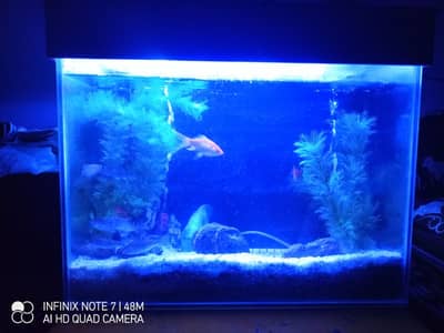 Image showcasing Fish Aquarium for sale - Aquariums - 1099241583