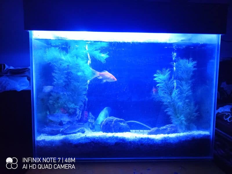 Fish Aquarium for sale 0