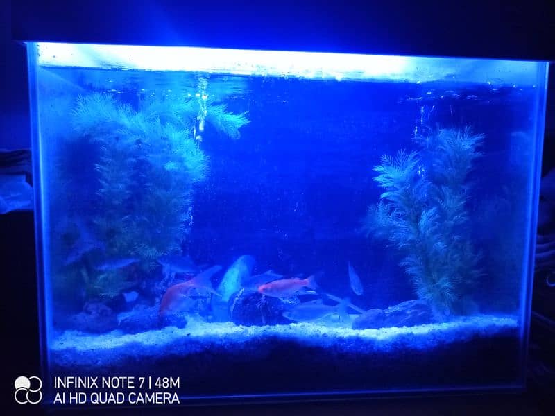 Fish Aquarium for sale 2