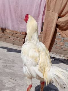 Aseel Heera Bozka for sale urgent. 03487996138 WhatsApp