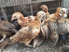 chicks golden misri 50 days