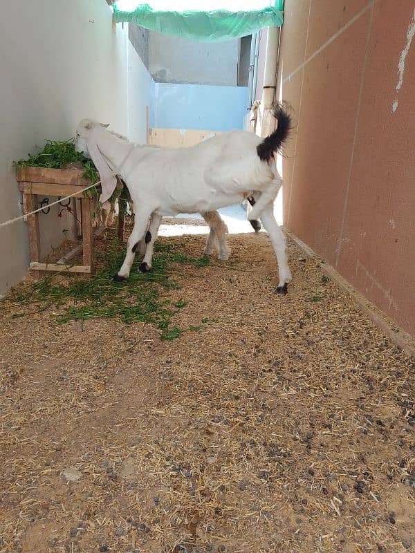 Ablac gulabi Goat 0